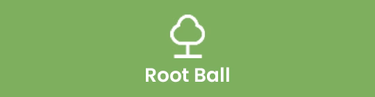 Root-Ball Root-Ball